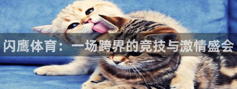 oety欧亿：闪鹰体育：一场跨界的竞技与激情盛会